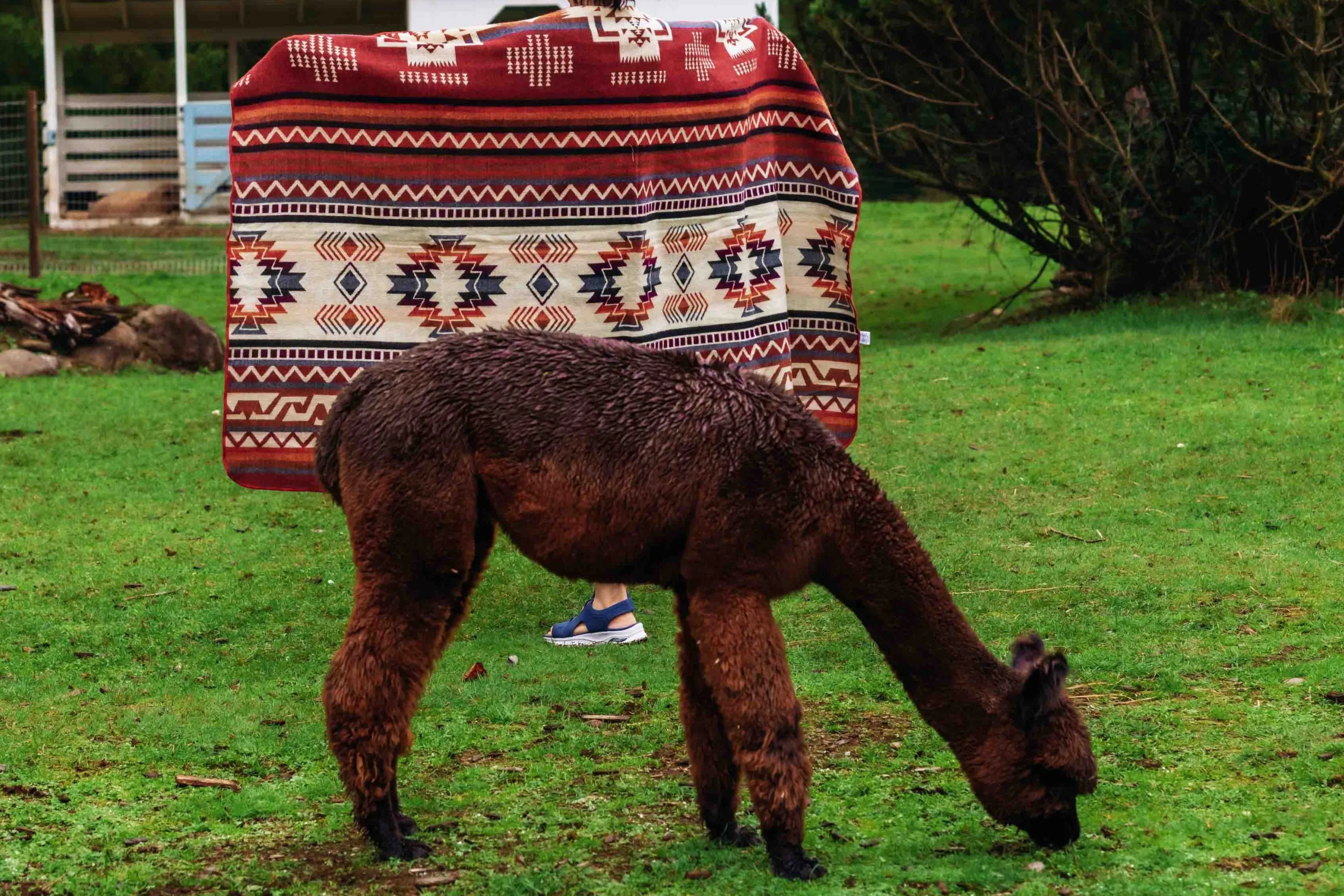 Machu Pichu - Rojo - Alpaca Wool Blanket - Enchanted Farms