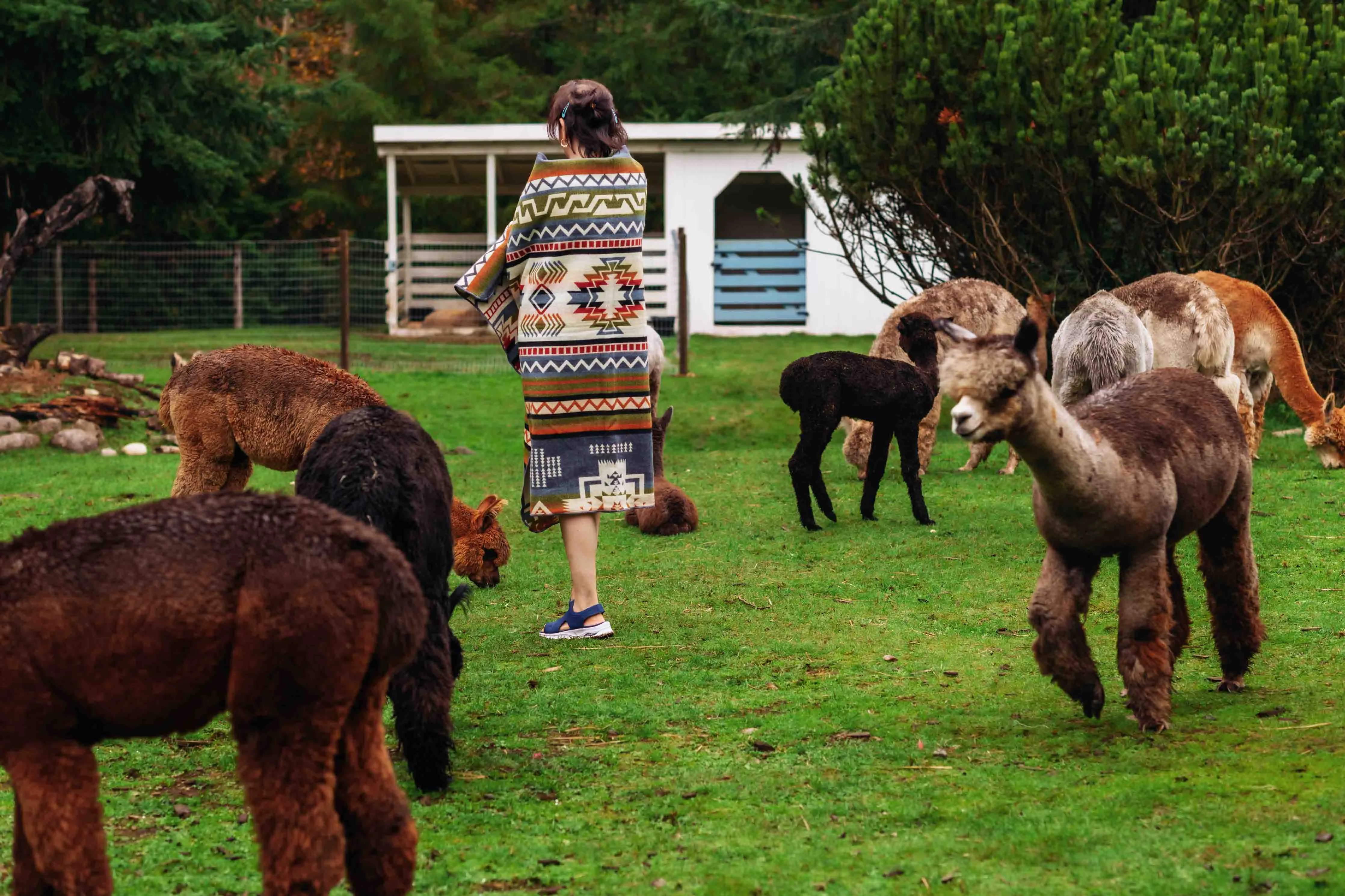 Machu Pichu - Winter - Alpaca Wool Blanket - Enchanted Farms